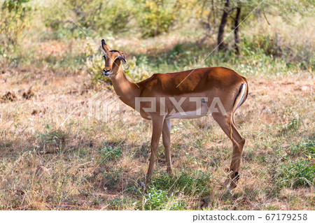 Grant Gazelle grazes in the vastness of the Kenyan 67179258