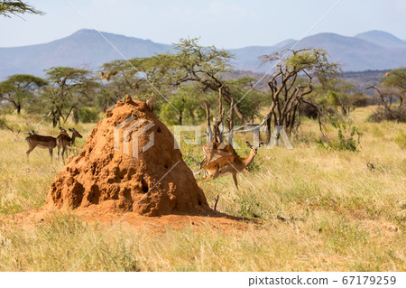 A large anthill behind which Gerenuk's hide 67179259