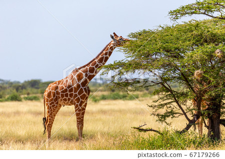 Somalia giraffes eat the leaves of acacia trees 67179266