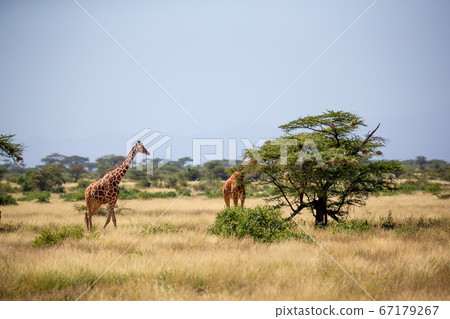 Somalia giraffes eat the leaves of acacia trees 67179267