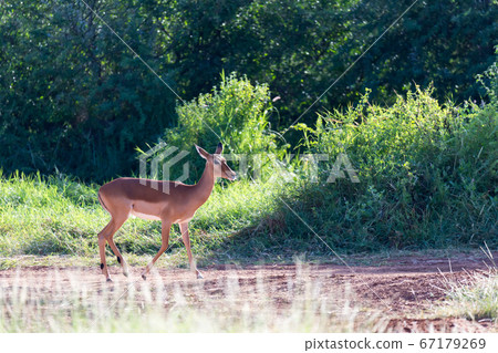 A Grant Gazelle stands in the middle of the grassy 67179269