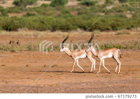 Grant Gazelle in the savannah of Kenya Grant Gazelle in the savannah of Kenya 67179273