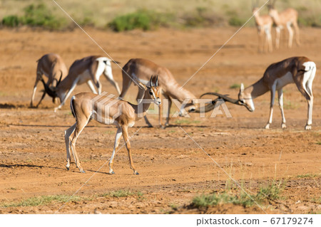 A battle of two Grant Gazelles in the savannah of A battle of two Grant Gazelles in the savannah of 67179274
