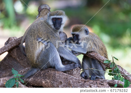 A Vervet family with a little baby monkey A Vervet family with a little baby monkey 67179282