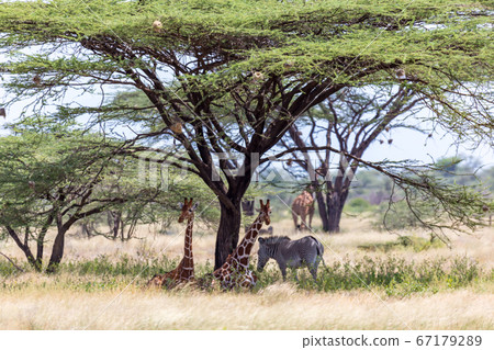 Giraffes and a gravy zebra under the crown of a 67179289