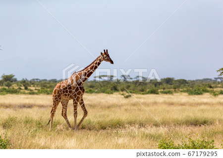 Giraffe walk through the savannah between the Giraffe walk through the savannah between the 67179295