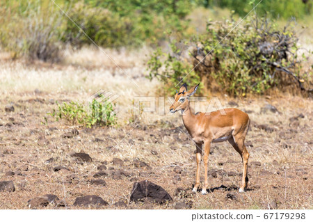 Antelope in the middle of the savannah of Kenya 67179298