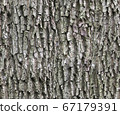 Bark of oak - diffuse seamless pattern for 3d 67179391