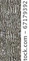 Bark of oak - color texture with moss 67179392