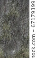 Oak tree Seamless Diffuse texture Map for 3d model 67179399