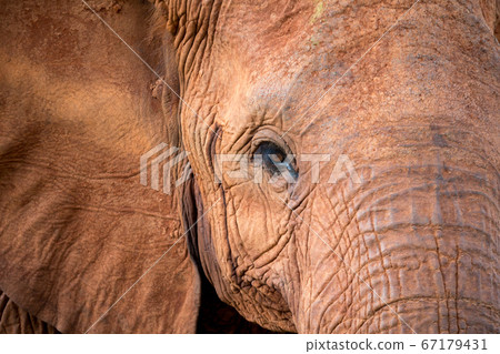 The face of a big red elephant 67179431