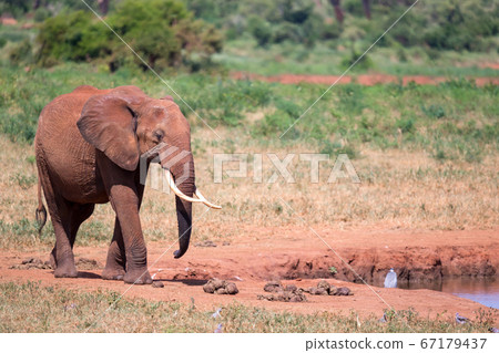 A waterhole in the savannah with some red A waterhole in the savannah with some red 67179437