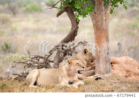 Two lions rest in the shade of a tree Two lions rest in the shade of a tree 67179441