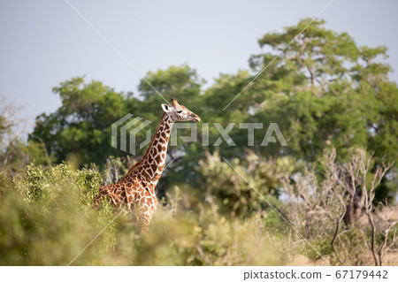 A giraffe is standing between the bush and trees A giraffe is standing between the bush and trees 67179442