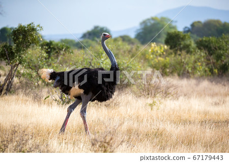 An ostrich in the landscape of the savannah in 67179443