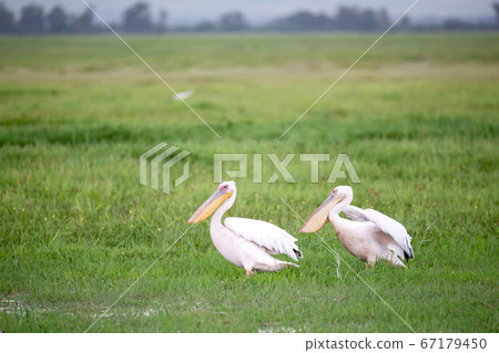 Pelican birds in the green grass standing 67179450