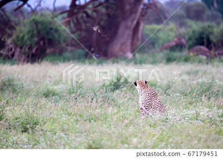 Cheetah in the grassland in the national park Cheetah in the grassland in the national park 67179451