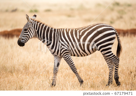 A zebra standing or walking throught the grassland 67179471