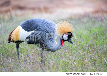 Colorful bird in the savannah of Kenya Colorful bird in the savannah of Kenya 67179479
