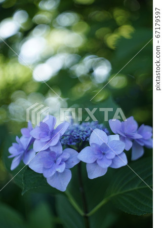 Forehead Hydrangea Morning 67179597