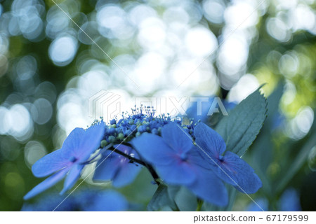 額頭繡球早晨 67179599