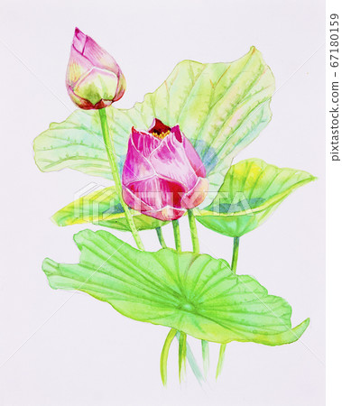 Painting  pink bouqet, happy postcard colorful 67180159