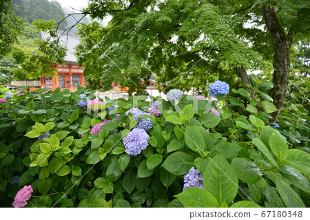 [大阪府Min面市]勝慈寺的繡球花 67180348