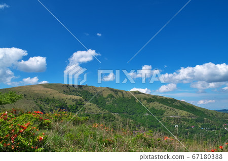 Astragalus azalea hill Astragalus azalea hill 67180388