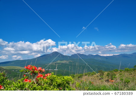 Astragalus azalea hill 67180389