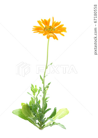 金盞花阿爾法 金盞花阿爾法 67180558