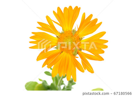 Calendula alpha Calendula alpha 67180566