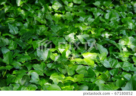 生命力強的活力綠色3 67180852