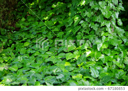 Ivy green with strong vitality-4 Ivy green with strong vitality-4 67180853