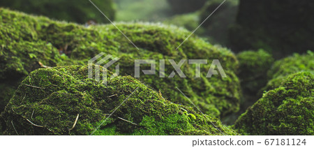 Natural green moss in the rainforest. Natural green moss in the rainforest. 67181124