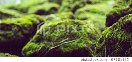 Natural green moss in the rainforest. Natural green moss in the rainforest. 67181125