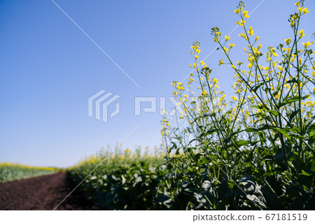 Growing flowering rapeseed in the oil field in summer Growing flowering rapeseed in the oil field in summer 67181519