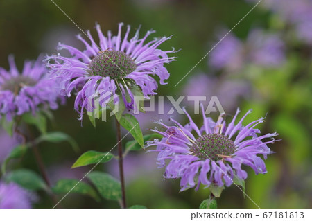 July Sano 60 Bergamot (Monarda), Lamiaceae, Mikamo Herb Garden 67181813