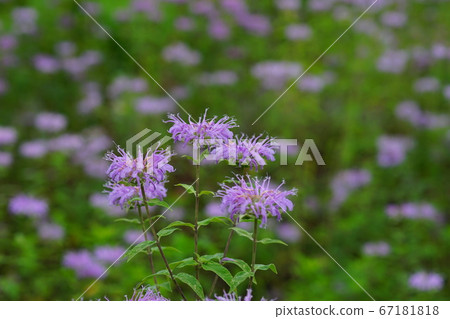 七月佐野57佛手柑（Monarda），唇形科，Mikamo藥草園 67181818