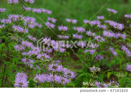 七月佐野56佛手柑（Monarda），唇形科，Mikamo藥草園 67181820