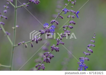 七月佐野53俄羅斯鼠尾草，唇形科，三上藥草園 67181821