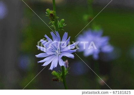 July Sano 50 Chicory, Asteraceae, Mikamo Herb Garden July Sano 50 Chicory, Asteraceae, Mikamo Herb Garden 67181825