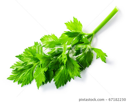Fresh  celery leaves (Apium graveolens) isolated w 67182230