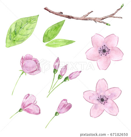Watercolor cherry blossom set Watercolor cherry blossom set 67182650
