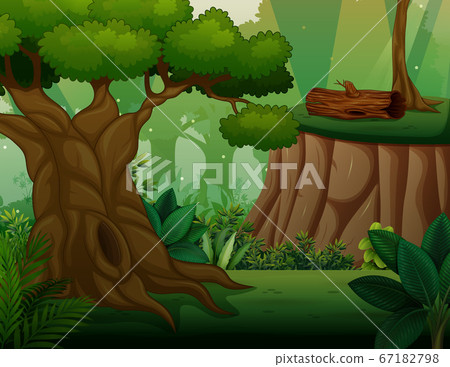 Big old tree in the middle of forest 67182798