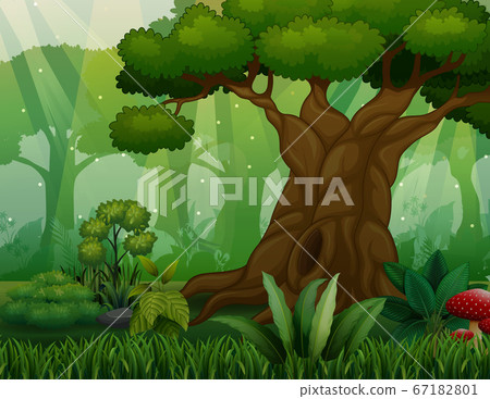 A big tree in the jungle background A big tree in the jungle background 67182801
