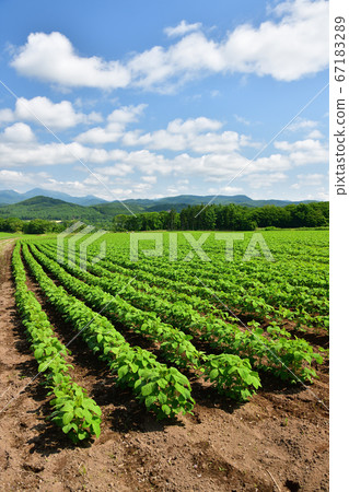 拍攝北海道阿薩布鎮鬱鬱蔥蔥的大豆田的夏日風景 67183289