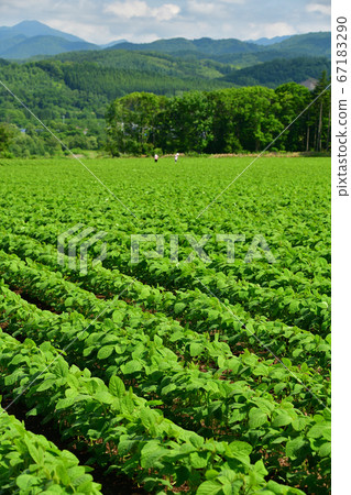 拍攝北海道阿薩布鎮鬱鬱蔥蔥的大豆田的夏日風景 67183290