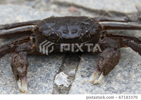 Mokugu蟹 67183370