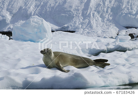 螃蟹quar密封 67183426