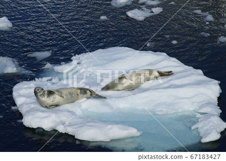 Crab quar seal Crab quar seal 67183427